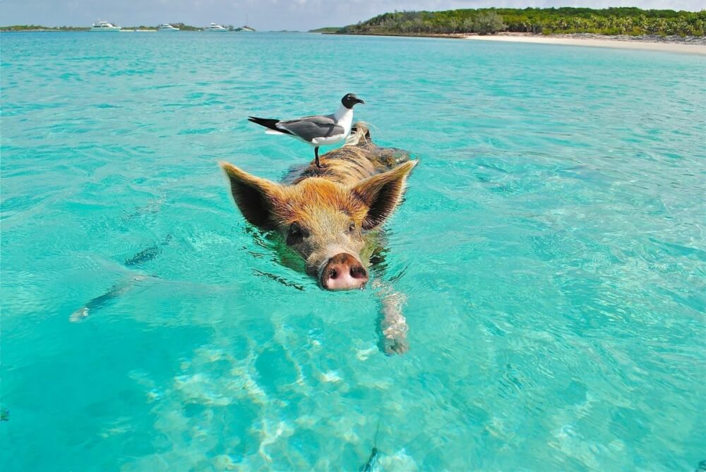 How to Get Exercise While on Vacation 13 Swimming on Vacation