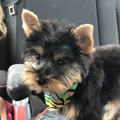 Meet Teddy
