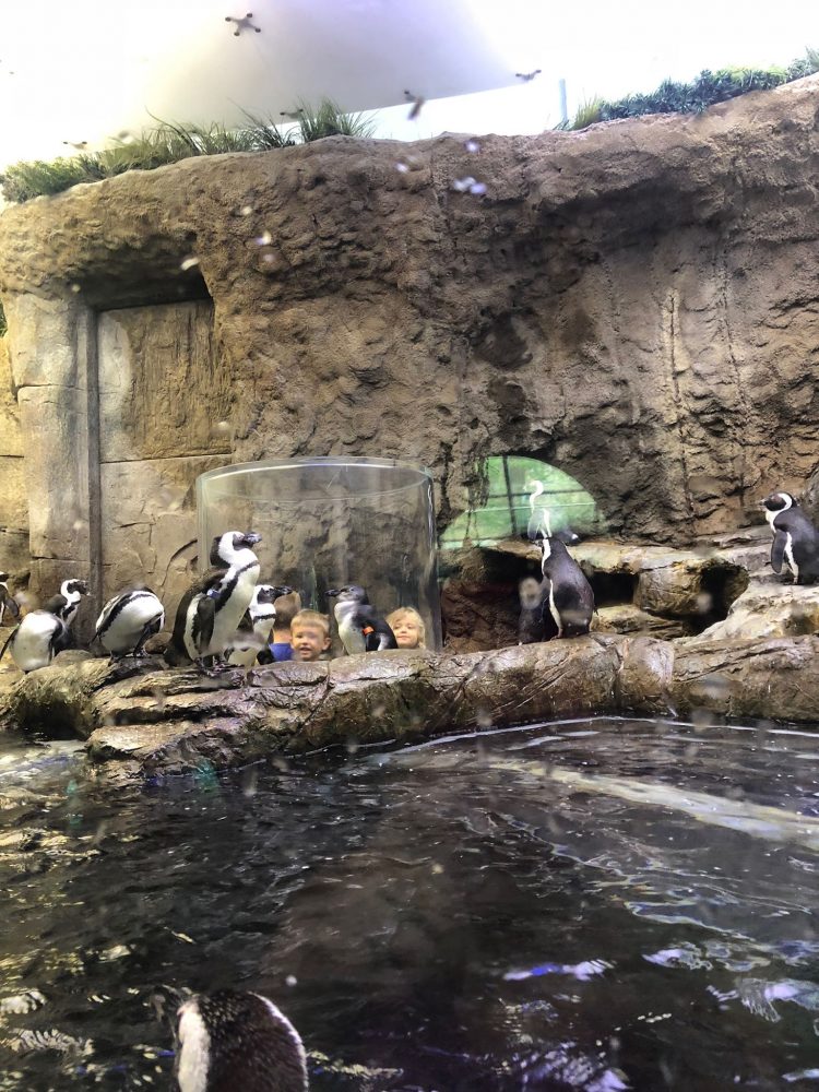 Ripley's 8 Attraction Pass in Gatlinburg and Pigeon Forge, Tennessee is it Worth It? My Family's Review 9 Ripley's 8 Attraction Pass in Gatlinburg and Pigeon Forge, Tennessee is it Worth It? My Family's Review 5