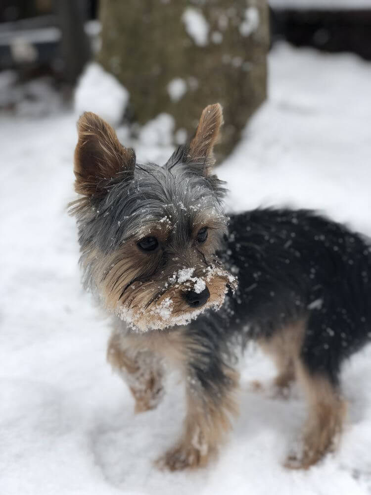 Teddy in the snow