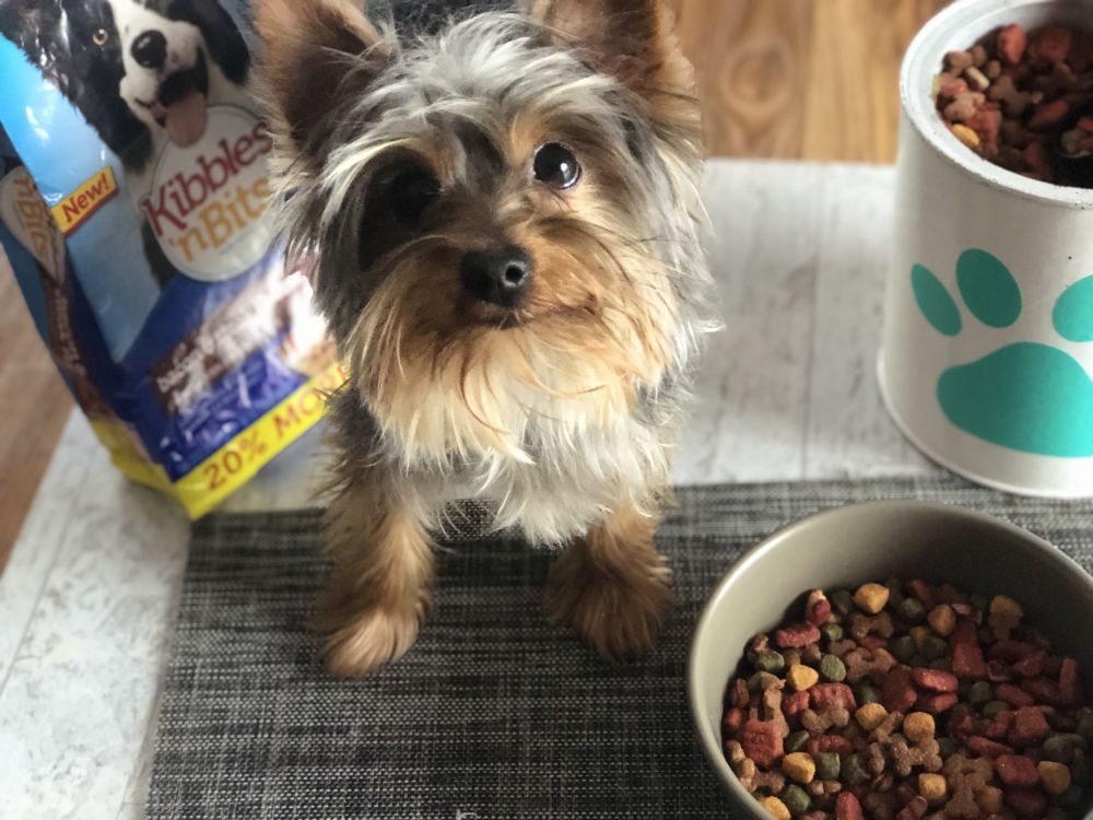 DIY Dry Food Pet Storage Container with Kibbles 'N Bits® Savings 5 DIY Dry Food Pet Storage Container with Kibbles 'N Bits® Savings 5