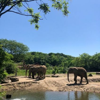 Elephants in the African Safari at Pittsburgh Zoo