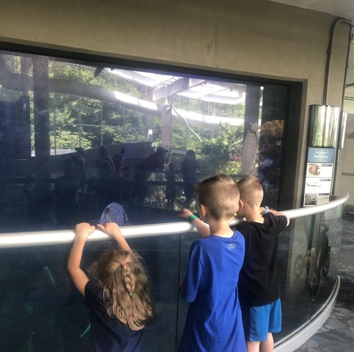 An Honest Review of the Pittsburgh Zoo & PPG Aquarium 17 looking inside PPG Aquarium and Pittsburgh Zoo