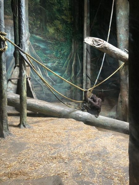 An Honest Review of the Pittsburgh Zoo & PPG Aquarium 7 Jungle Exhibit at Pittsburgh Zoo